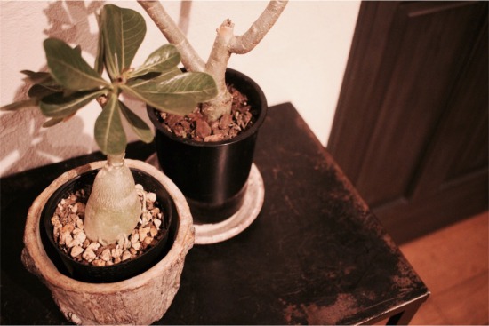 塊根植物のすべて 横町 健 著 と植欲そそるコーデックス Yokoyumyumのリノベブログ