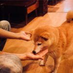 柴犬のほうずいが可愛すぎる 柴犬マシュマロの味と購入可能店舗まとめ Yokoyumyumのリノベブログ