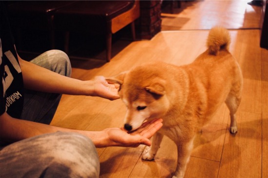 柴犬に会えるカフェ 喫茶オットーの看板犬ともちゃんがたまらない Yokoyumyumのリノベブログ